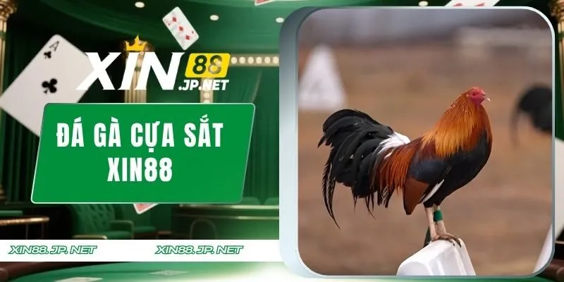 Đá gà cựa sắt XIN88
